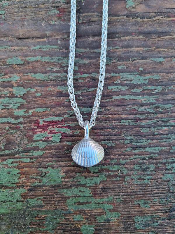 Herzmuschel - die „Kleine“